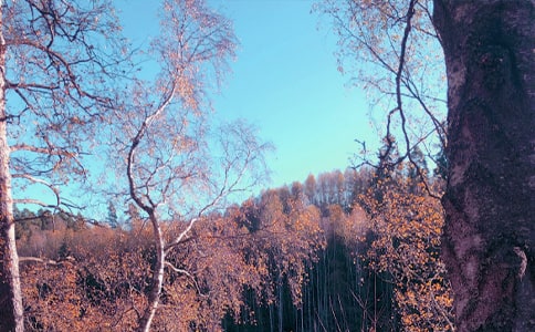 依依秋風(fēng)醉,念捻秋日情