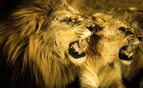 ��ֻС�{�ӽ̌W(xu��)�O(sh��)Ӌ(j��)ģ��