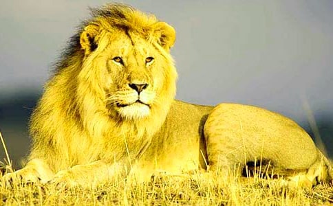 有關(guān)獅子童話作文300字(通用22篇)