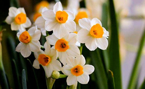 美麗的水仙花作文【熱門(mén)】