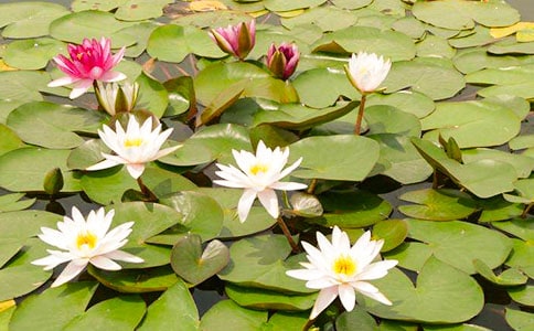 大班科學紙睡蓮教案