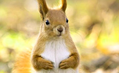 《跑進家來的松鼠》教案優(yōu)秀