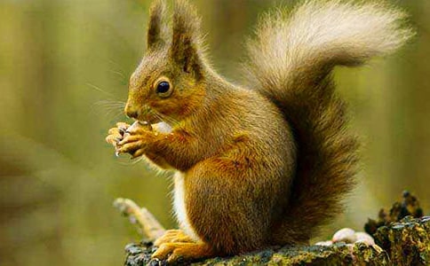 松鼠作文400字(精選36篇)