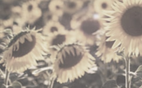 描寫太陽花句子摘抄