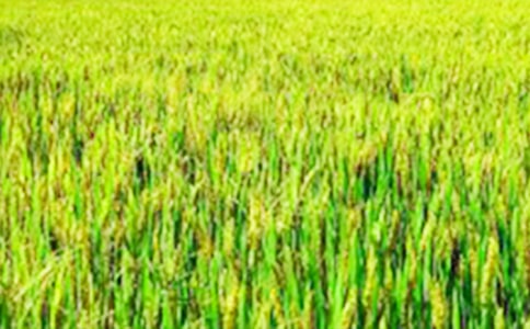 田野里的油菜花的作文(通用23篇)