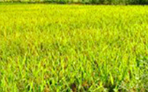 鄉(xiāng)村田野作文錦集5篇