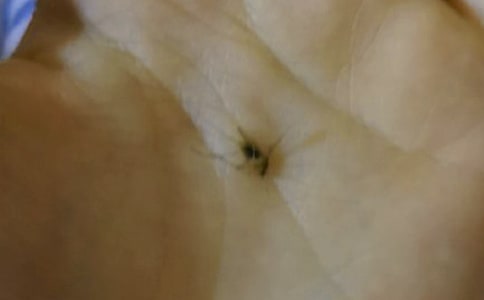 蚊子短篇敘事作文