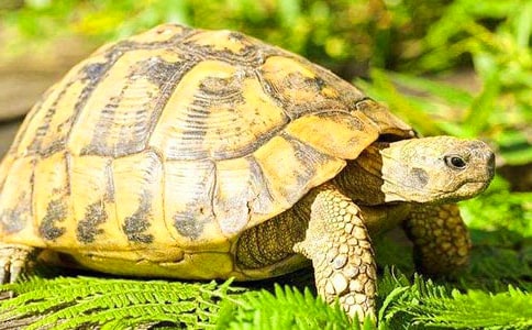 【熱】烏龜觀察日記