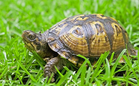 ������С������(y��u)�����ģ����x51ƪ��