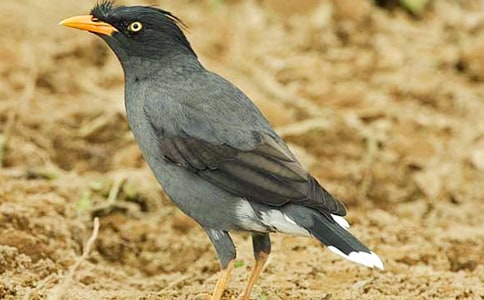 烏鴉喝水的教學(xué)反思