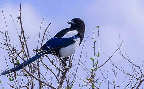 灰喜鵲初二作文