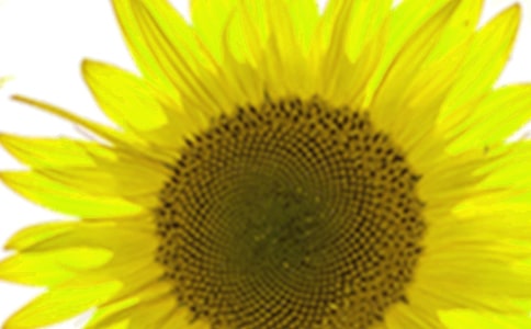 “向日葵”的微笑作文