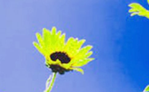 向日葵的微笑作文(通用12篇)