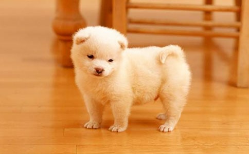 С�����꼉����500��