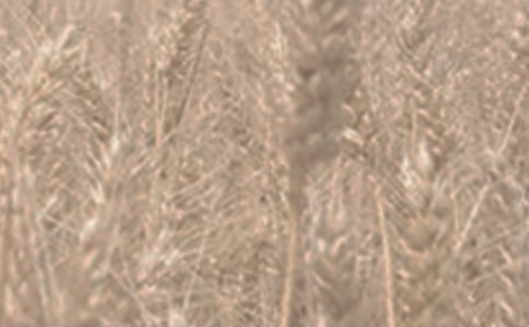 小麥成熟作文600字