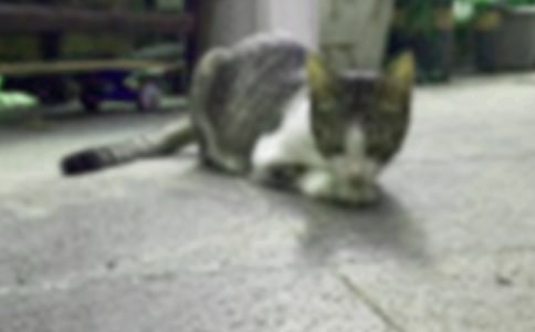 【精選】小貓作文集錦6篇