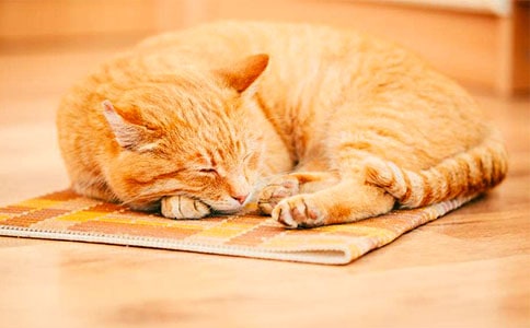 實用的小貓的作文300字5篇