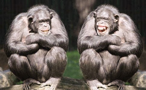 烈焰猩猩作文900字