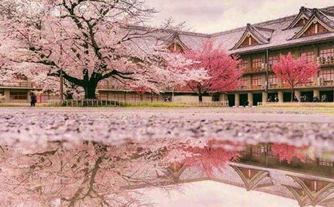 外公的櫻花樹四年級(jí)作文