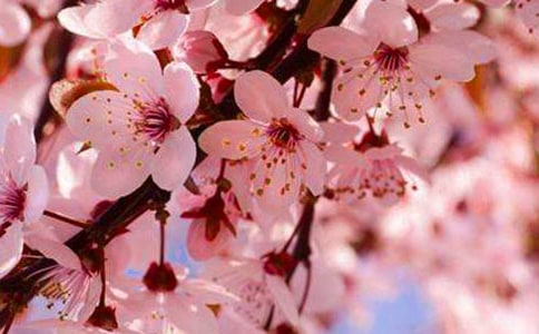 游櫻花園作文(4篇)