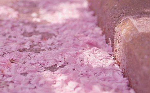 精選櫻花的作文匯編8篇