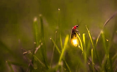 ������Ξ���x���~