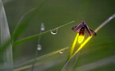 螢火蟲童話故事(精選20篇)