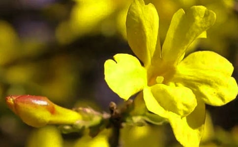 春天的迎春花作文(精選64篇)