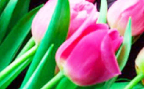 描寫郁金香的優(yōu)秀作文