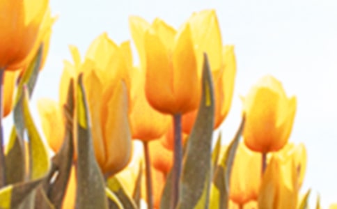 美麗的郁金香作文【精】