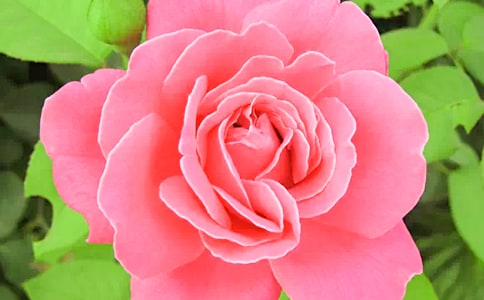 我喜歡的月季花作文3篇