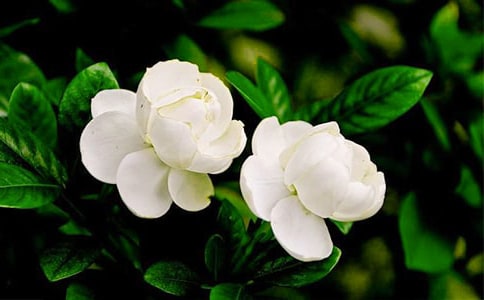 感恩是朵淡淡的茉莉花作文