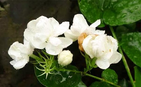 好一朵美麗的茉莉花優(yōu)美作文(精選52篇)