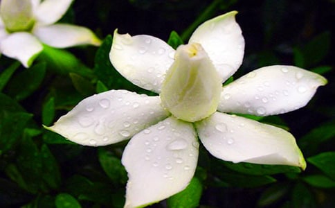 �d�ӻ�����