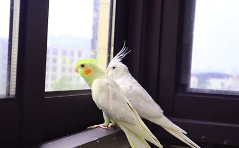 【精品】鸚鵡童話作文3篇