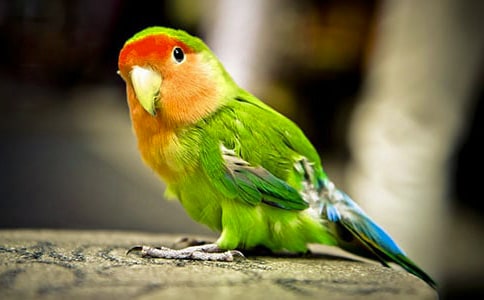 鸚鵡作文600字(通用20篇)