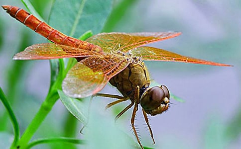 �茑���ѵı�����