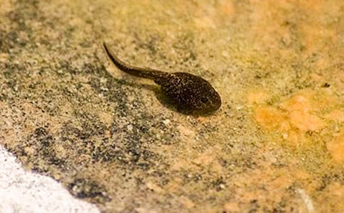 小蝌蚪找媽媽作文(精選36篇)