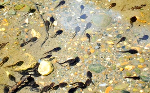 蝌蚪作文400字九篇