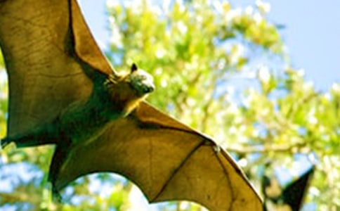 ����ğ�������