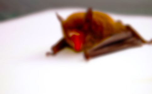 【精華】蝙蝠作文300字3篇