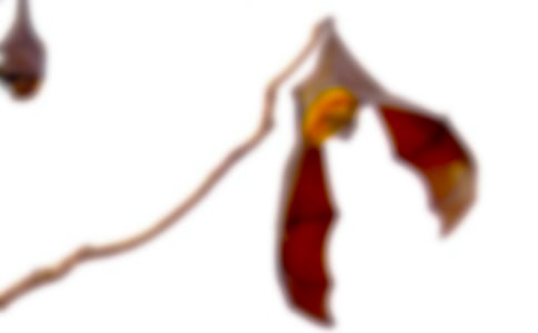 蝙蝠作文400字8篇