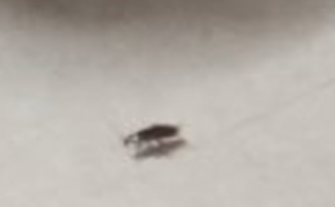 蟑螂作客初一作文(通用10篇)