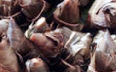 �����ӵ�����